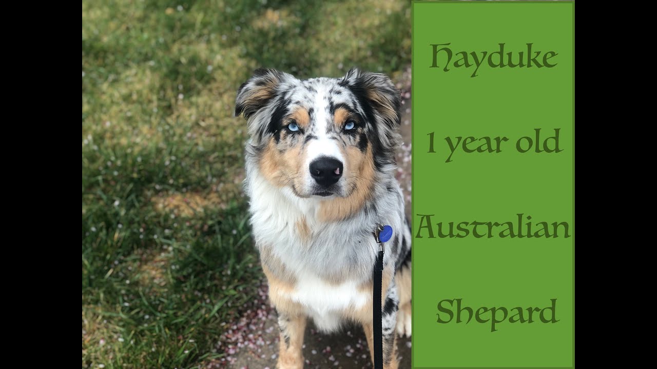 Copperton Dog Trainers ||| OLK9 Utah ||| 1 Year Old Australian Shepard Hayduke