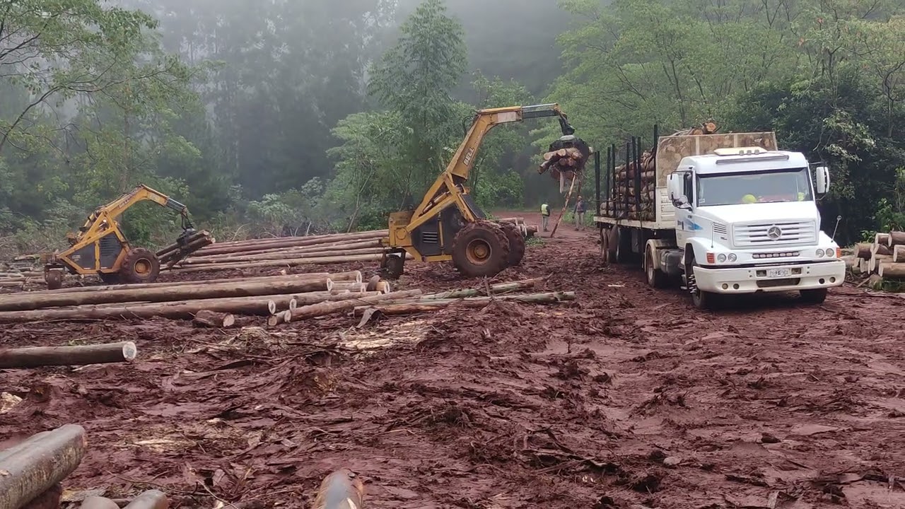 Carga de #caminhão #camion con postes de #eucalyptus #eucalipto con #bell #logger #triciclo