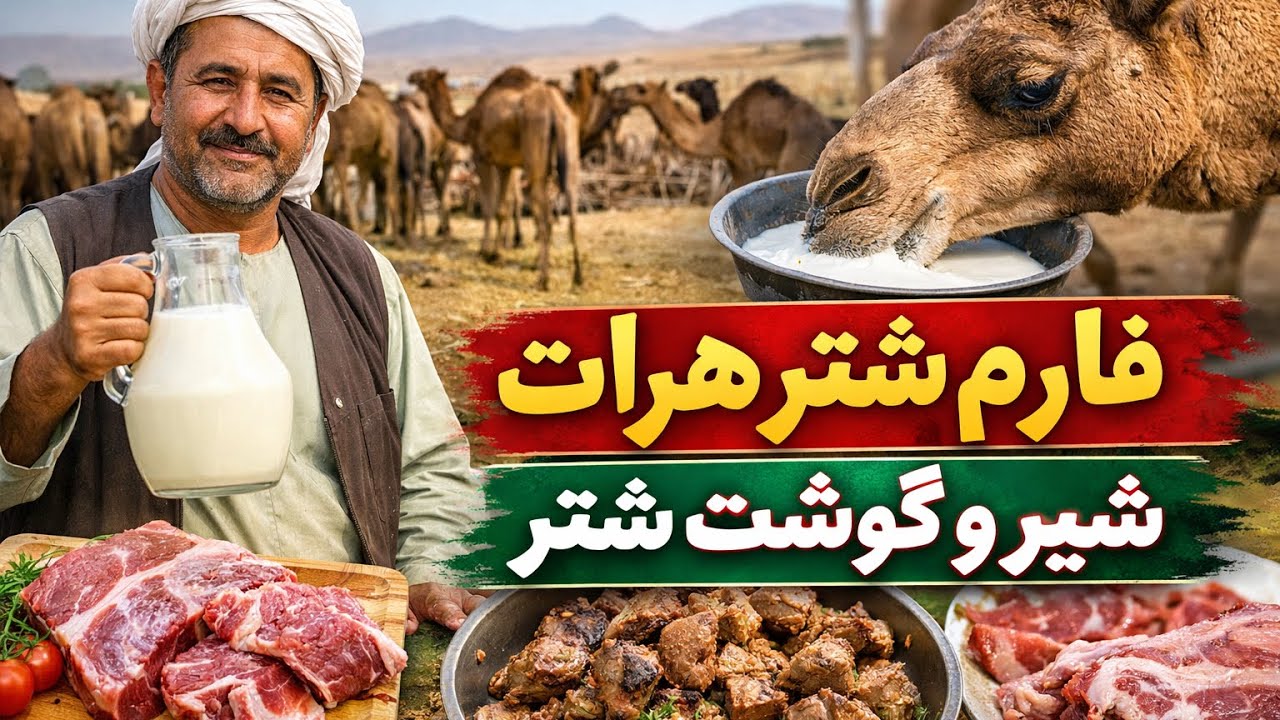   پرورش شتر در هرات؛ تولید شیر و گوشت سالم دراین فارم 