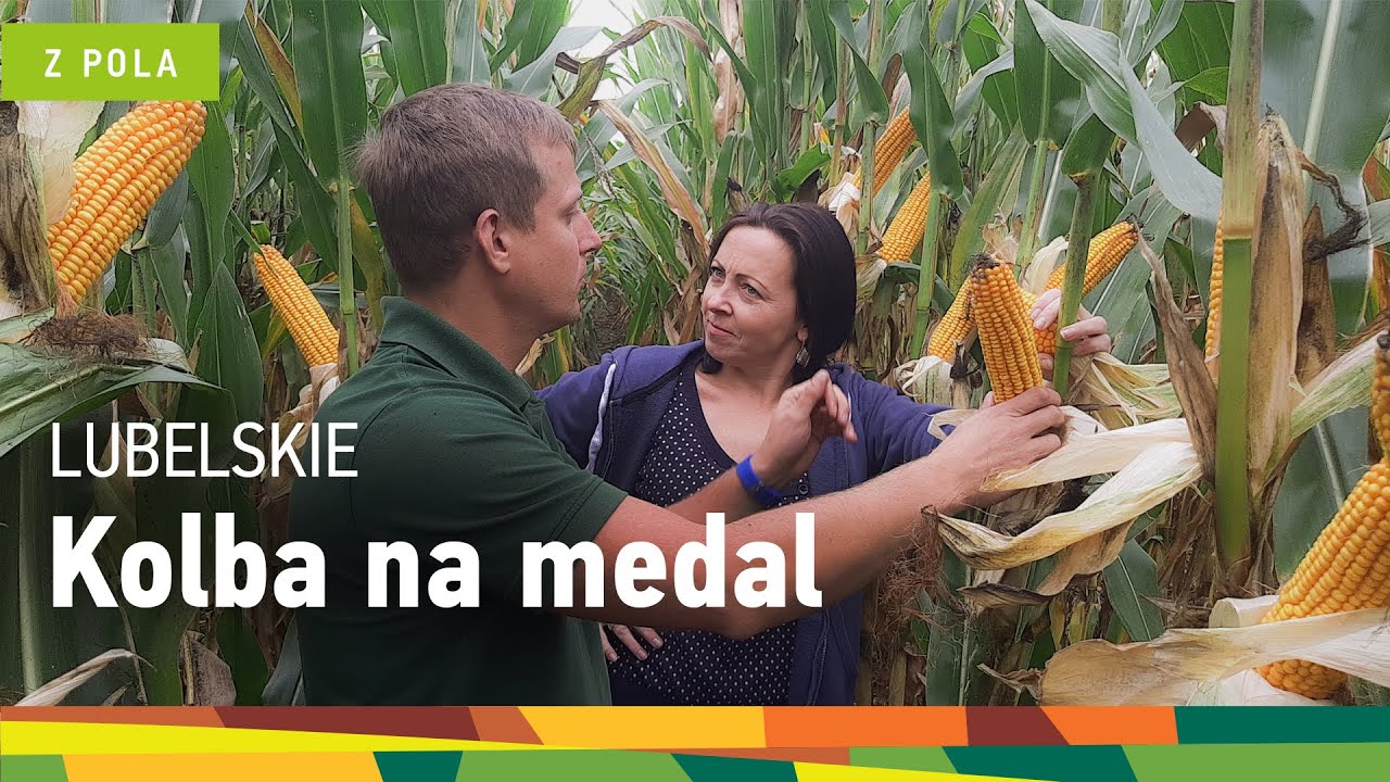 Tak pięknie zaziarnione! Kukurydza ziarnowa ES Holmes FAO 250. Kolba na medal! Od Euralis