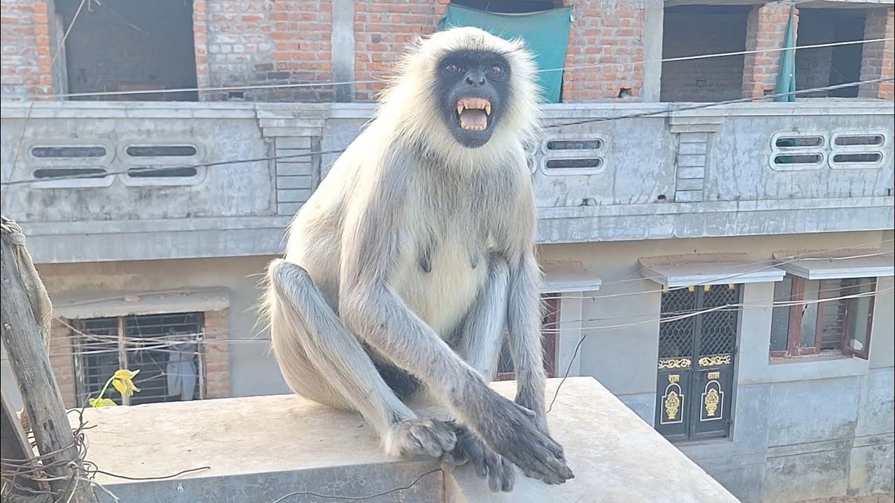 Hanuman 