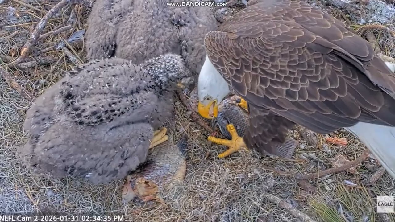 Bielik amerykański NEFL Eagle Nest - Beau karmi NE32 i  NE33  2026 01 31