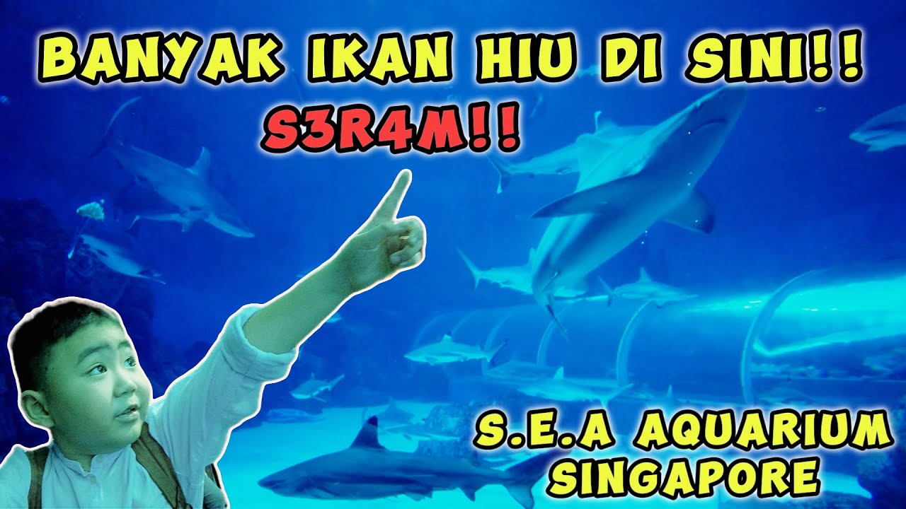 LIVE!! LIHAT BANYAK HIU DI S.E.A AQUARIUM SINGAPORE!!