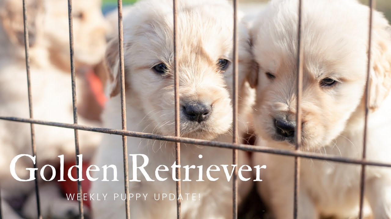 Weekly Golden Retriever Puppy Update | Watch Them Grow!