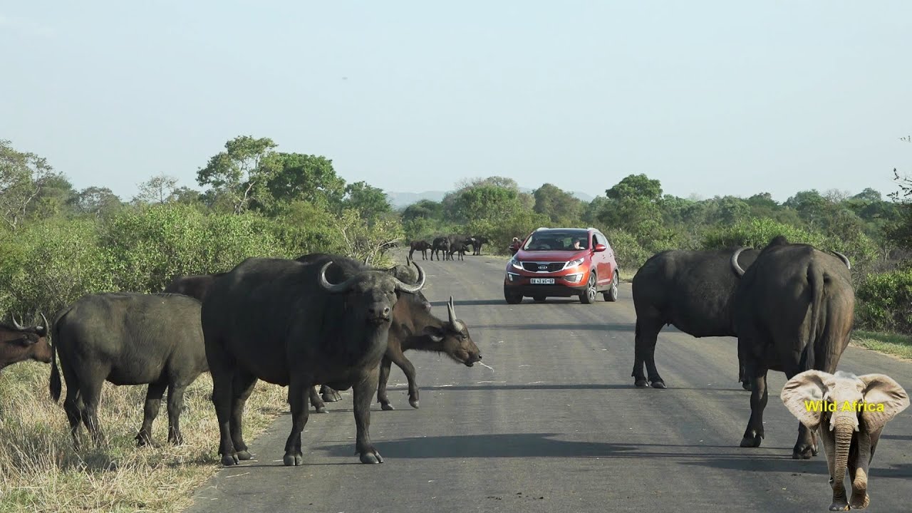 Stuck Between Two Massive Buffalo Herds In Kruger Park