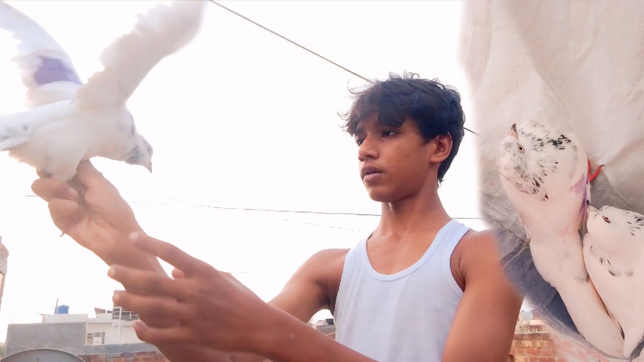 I Just Got a NEW PET PIGEON🕊️
