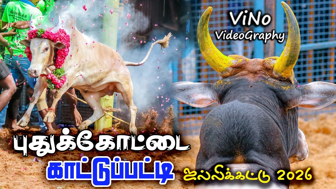 🔴🔴புதுக்கோட்டை காட்டுப்பட்டி ஜல்லிக்கட்டு 2026 | Kattupatti Jallikkattu 2026 | ViNo Videography Live