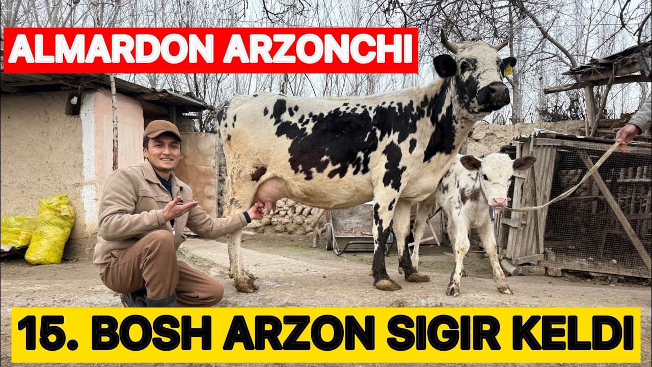 15. BOSH ARZON SIGIRLAR KELDI ALMARDONGA
