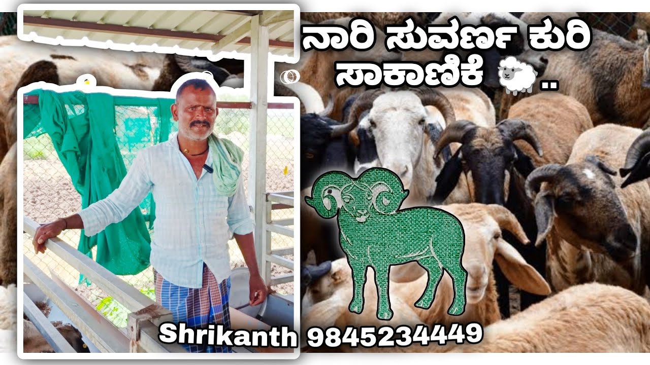 ನಾರಿ ಸುವರ್ಣ ಕುರಿ ಸಾಕಾಣಿಕೆ 🐑🧺 ಲಾಭದಾಯಕ ಬಿಸಿನೆಸ್  sheep farming business. #sheep #business