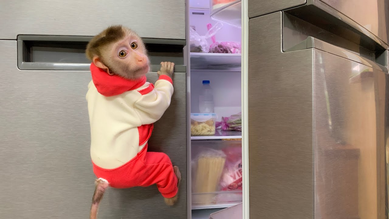 Monkey Puka woke up hungry and went to find breakfast for himself