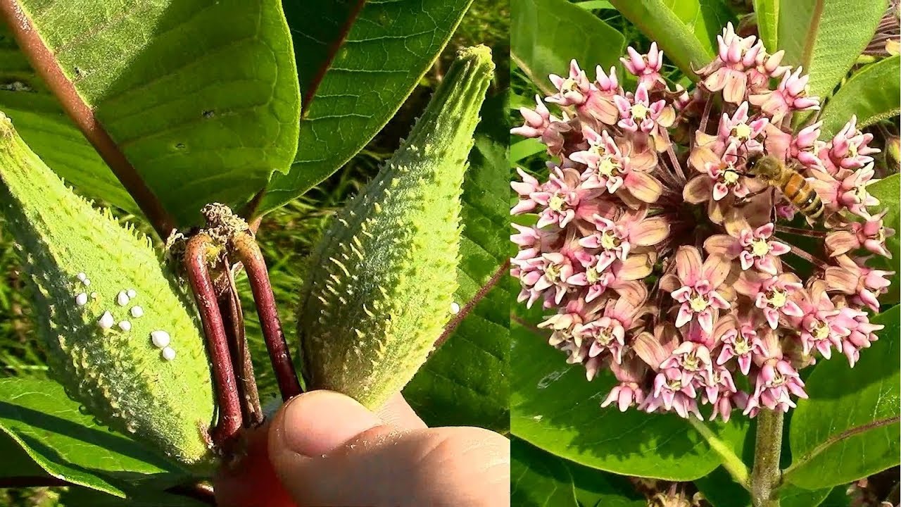 Wild Food Foraging- Common Milkweed