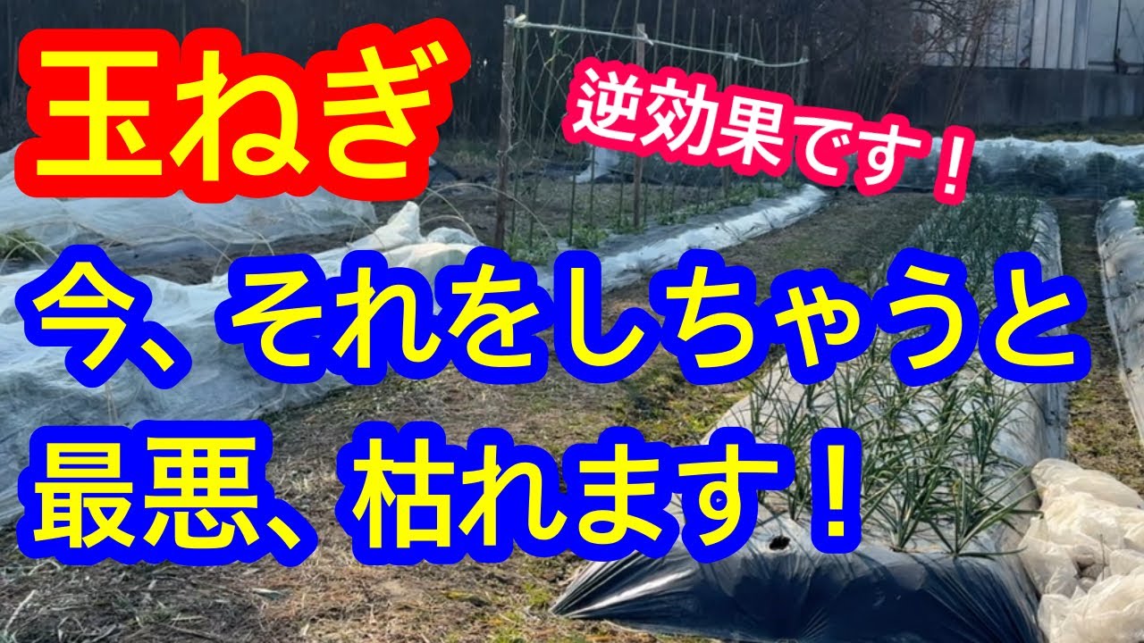 【玉ねぎ】やってしまいがち！良かれと思って2月に◯◯するのは逆効果です！