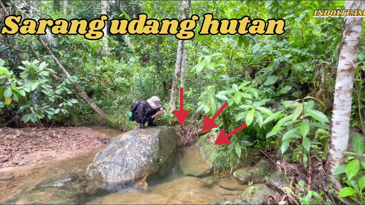 BERBURU IKAN DAN UDANG DI HUTAN SAAT HUJAN DERAS🦐🦞🐠 #udanggalah