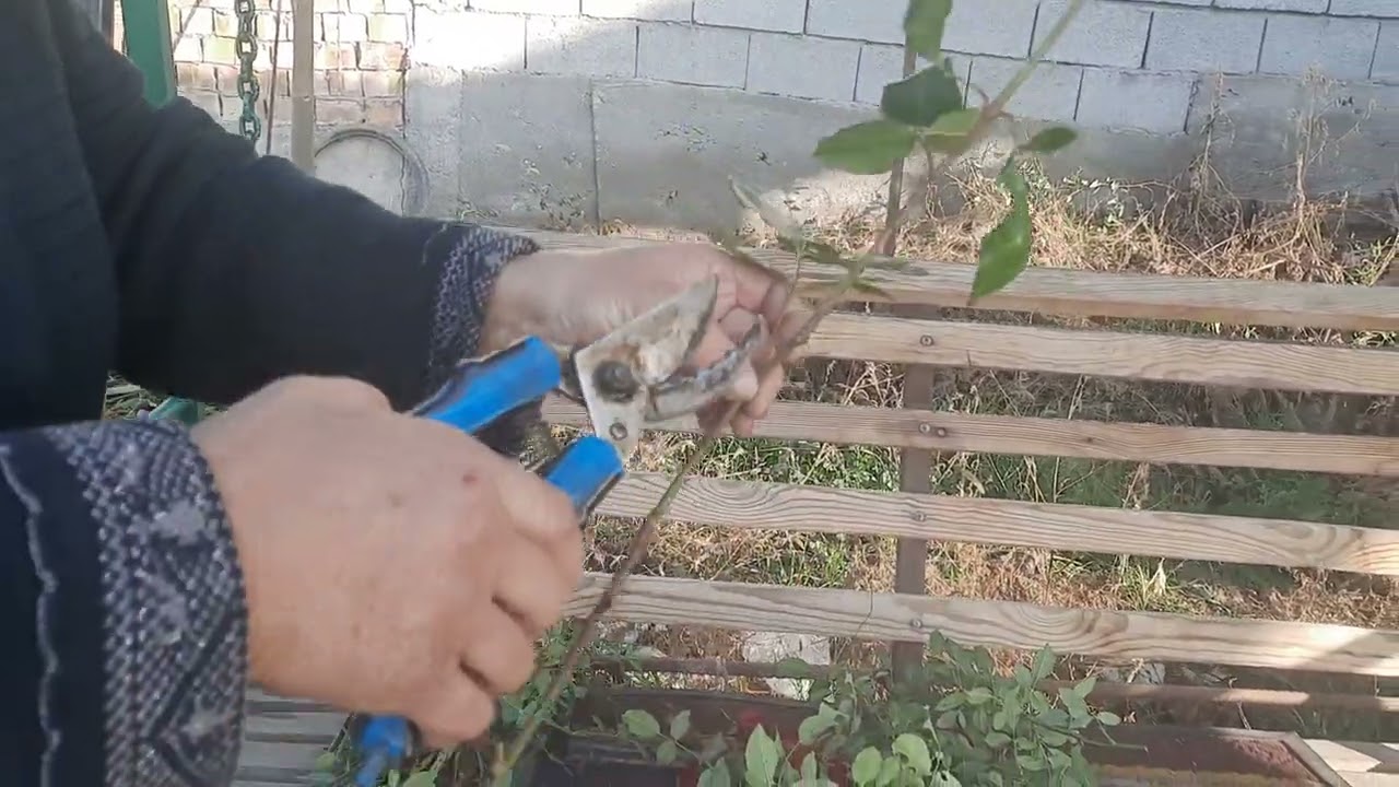 Роза гулун уй шартында кобойтуу.