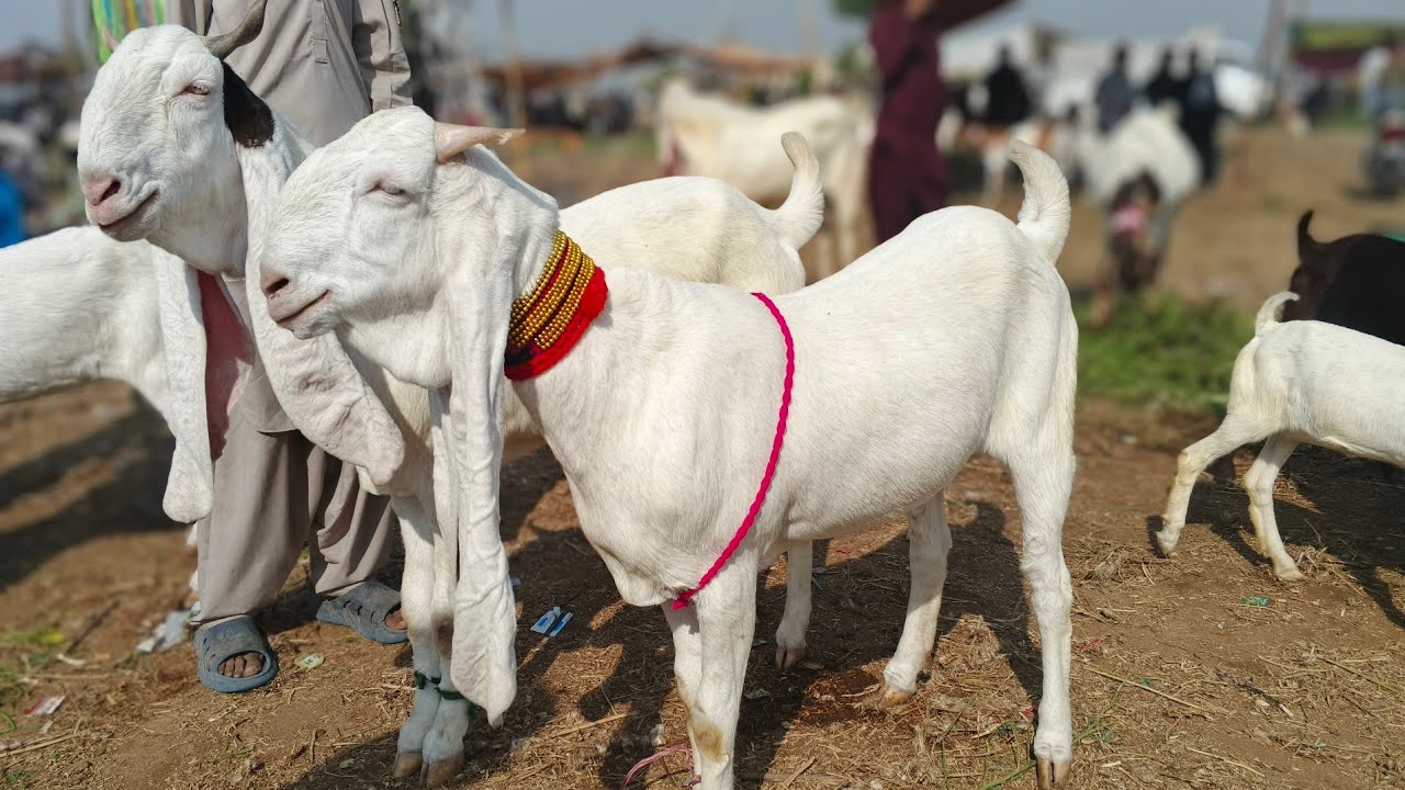 Hyderabad bypass Mandi (28-1-2026)