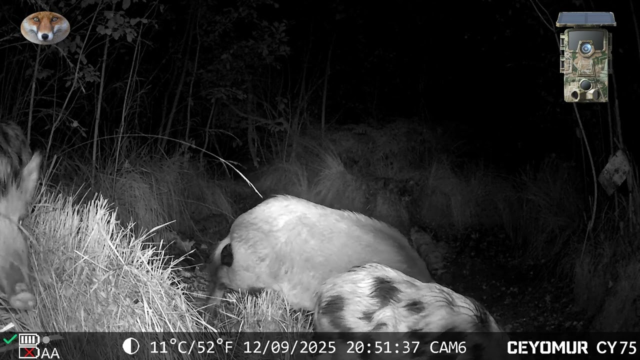 33 Wildkamera Sachsen CY 75 September Video 1