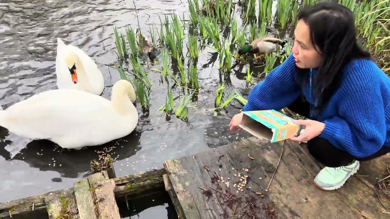 Mute Swan Mama Widow with NewFoundLove 