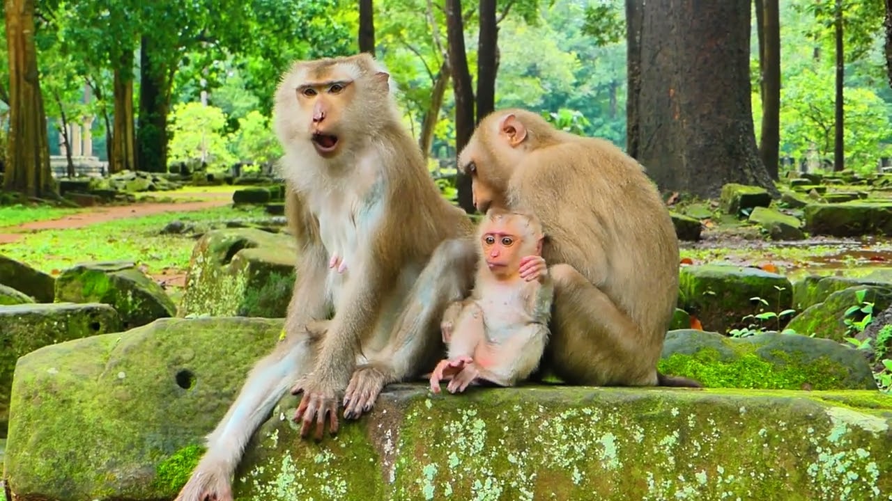 Baby monkey Jacee is very happy playing around, mommy looks lovely