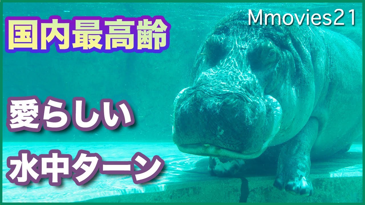 カバの水中ターンが可愛すぎる 国内最高齢51歳のドン Don the Hippo Japan's oldest
