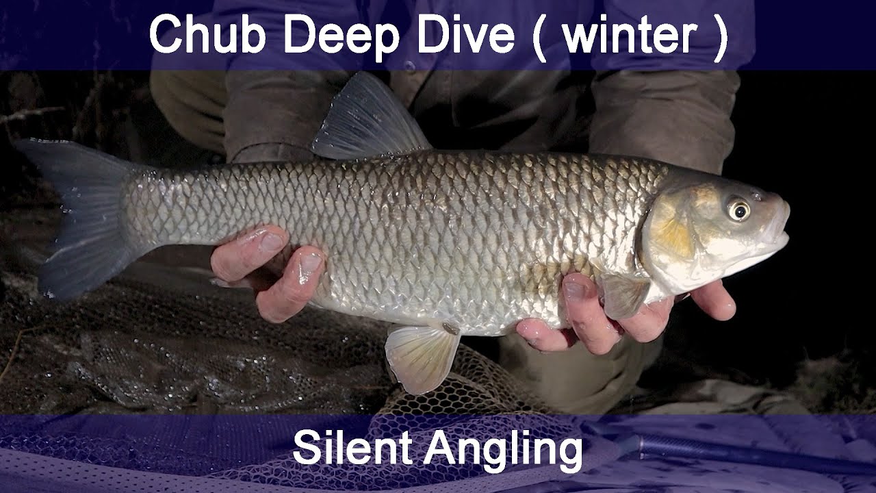 Winter Chub Fishing on the River Wye - My Approach for the 2024-25 winter Season- Silent Angling