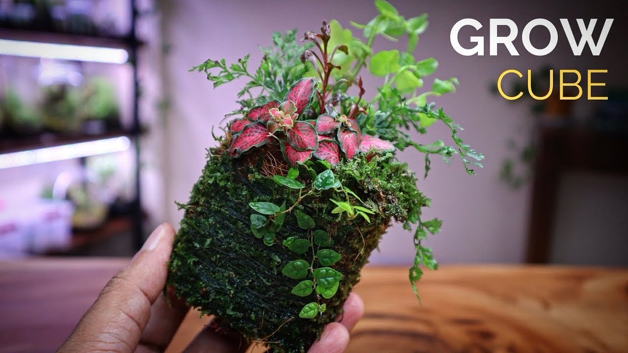 Moss Grow Cube (Wabisou Shikaku)