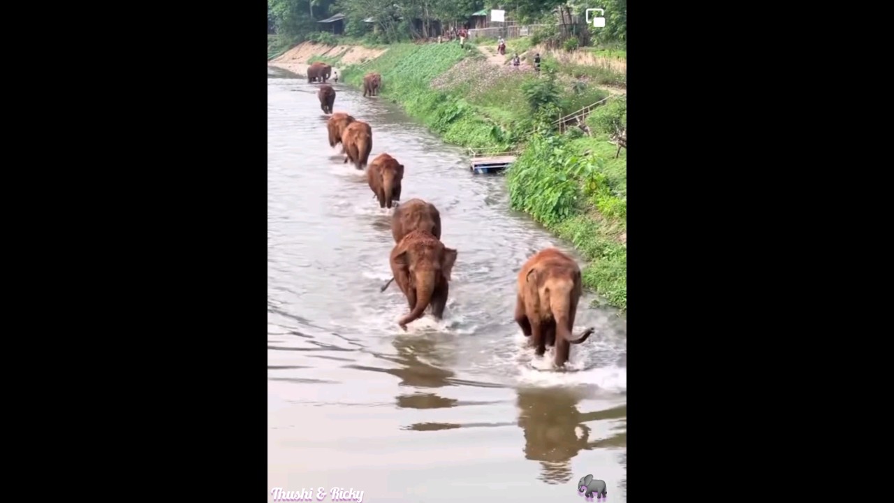 A beautiful herd of elephants #elephant #elephants #elephantlife #nature #elephantvlog