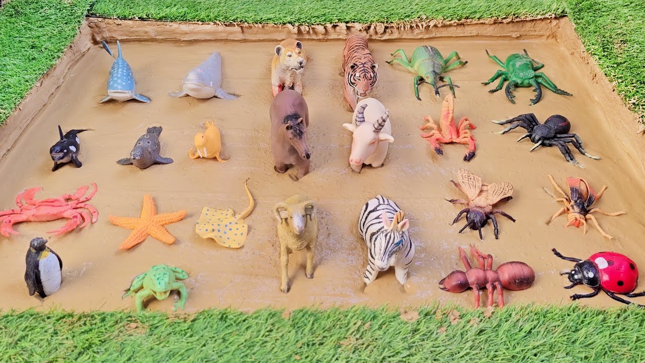 Greatest Adventures: Discovering Forests, Ocean Animals & Fascinating Insects!