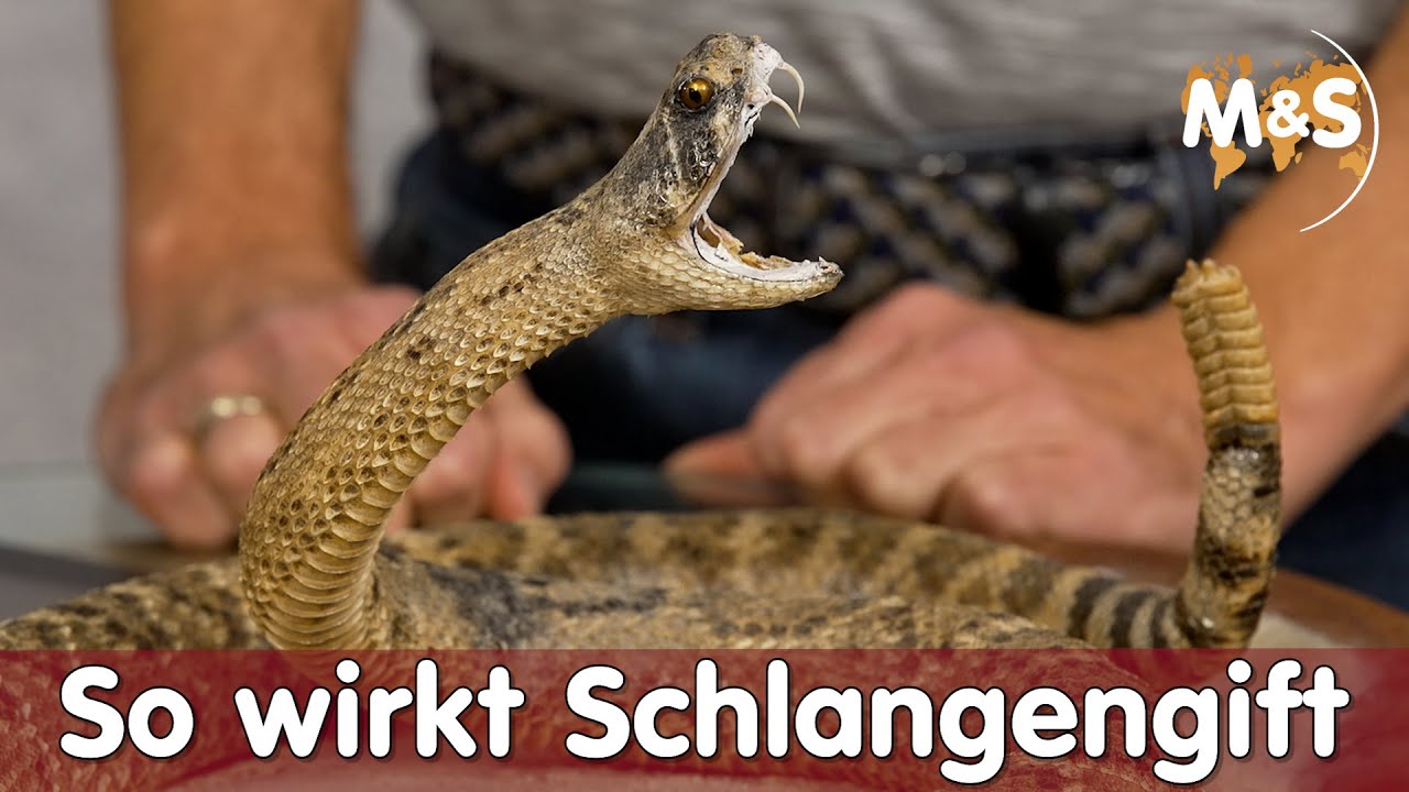 Schlangengift in der Homöopathie | Das Gift und seine Wirkung erklärt | Reptil TV