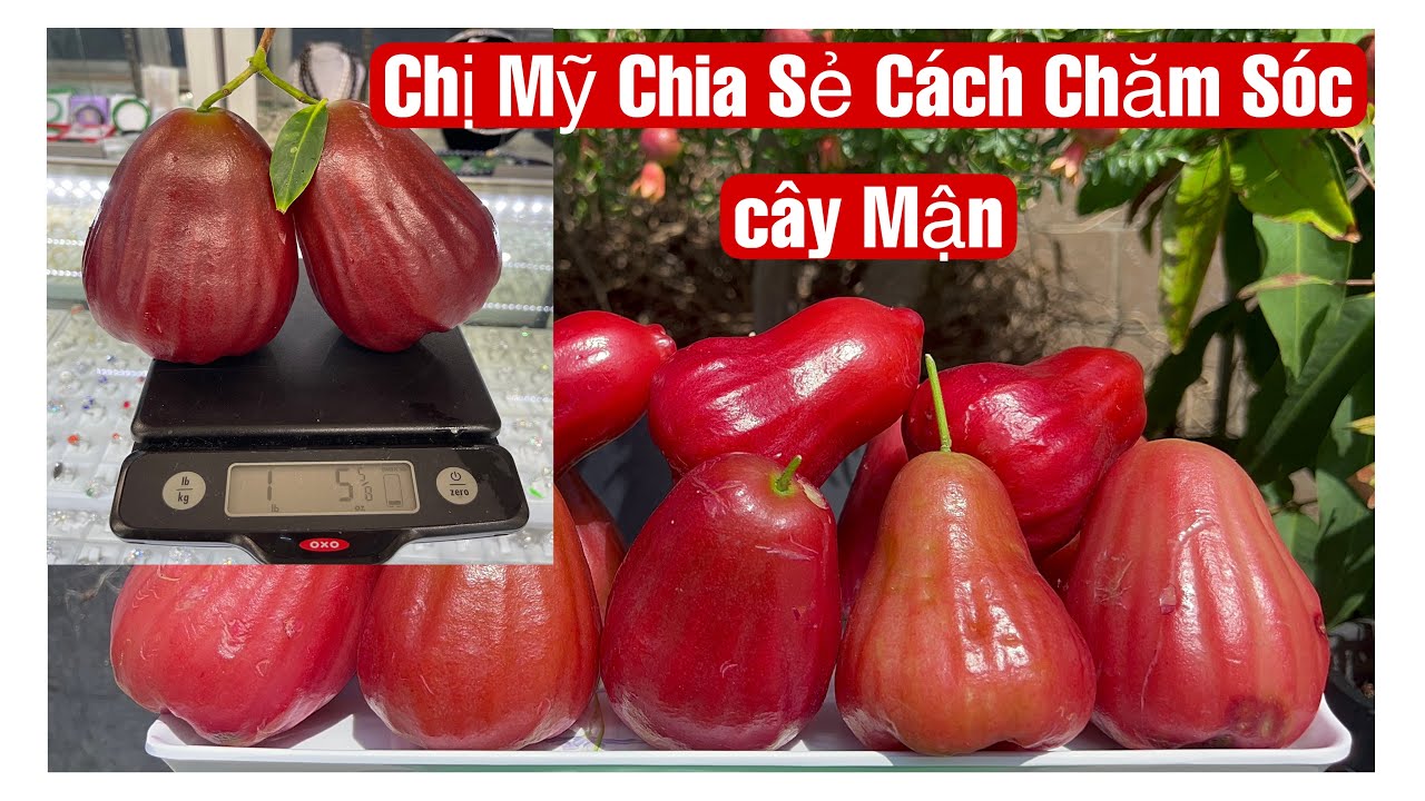 Chị Mỹ Chia Sẻ Cách Chăm Sóc Cây Mận & Tặng ổi Cho Fan || MÂY XANH || Video 299