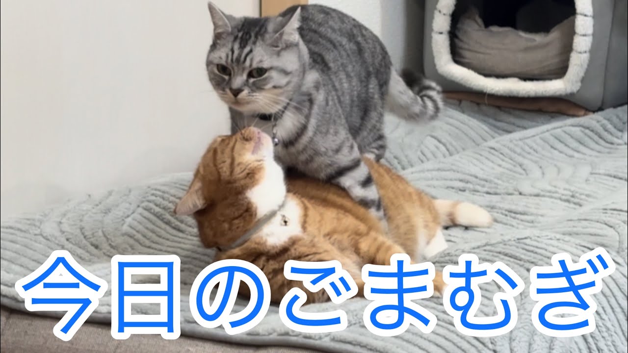 今日のごまむぎ🐱