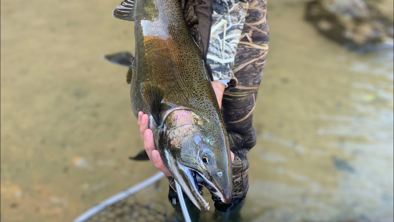 Tippy Dam 2024 Salmon Run!