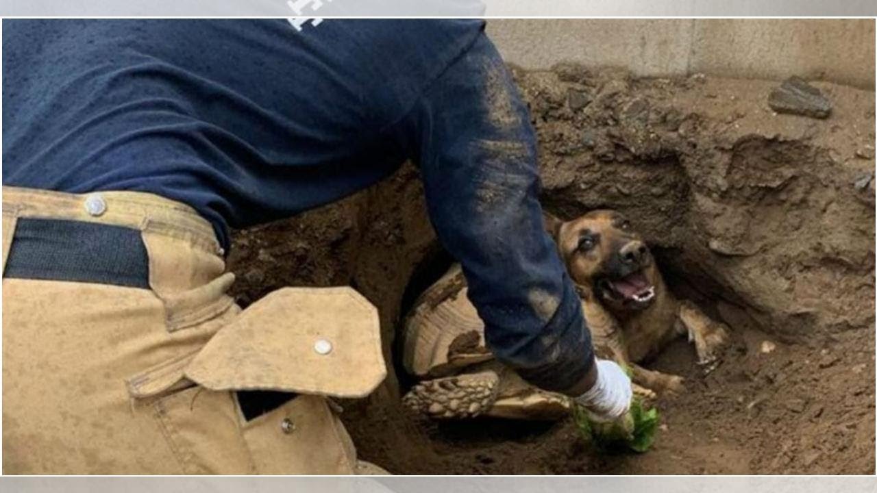 Firefighters Race To Save German Shepherd And Tortoise Who Got Stuck In Hole Together