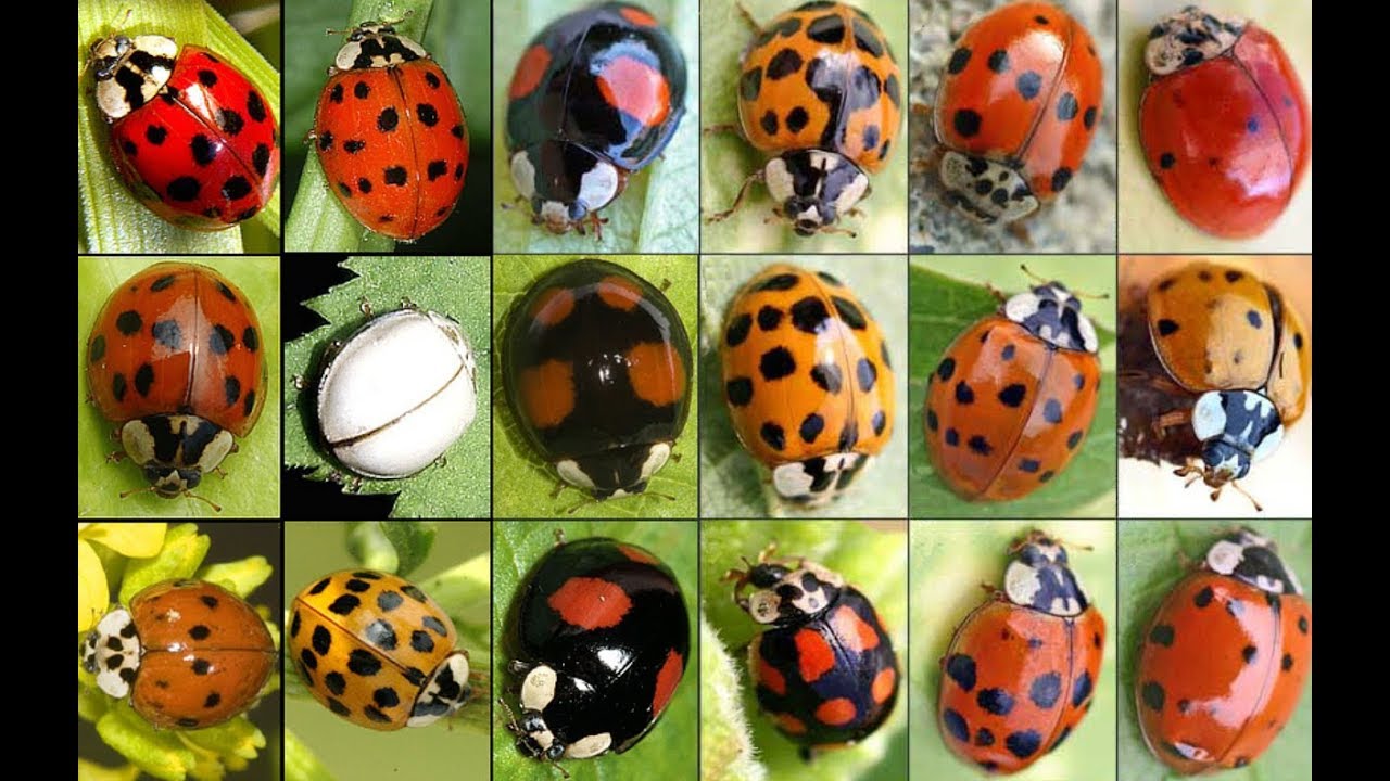 божья коровка быстро и просто(елец,плотва,окунь,