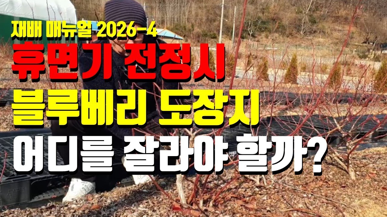 블루베리 휴면기 전정을 하며 도장지는 어디를 잘라야 하나,  도장지 전정은 내년 농사를 결정한다.