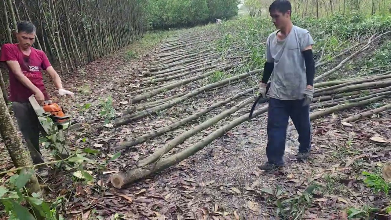 CƯA LÔ TRÀM 8 SÀO GẦN BỜ KÊNH - TRÀ TÂN - LÂM ĐỒNG P1#