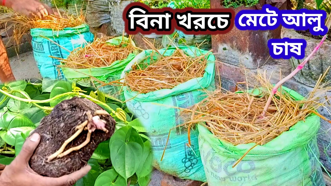 বিনা খরচে করুন মেটে আলু চাষ!খুব সুন্দর উপায় #meteaaloo