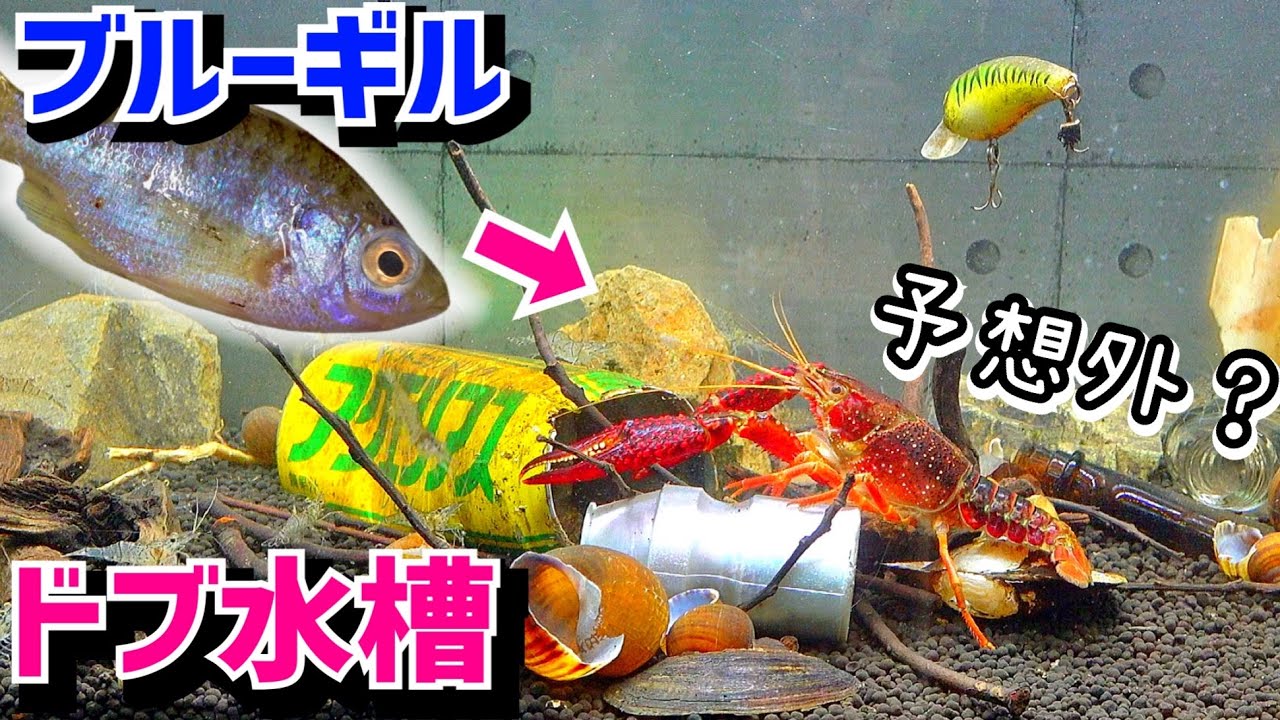 やりすぎた…ゴミまみれの水槽を整理する。【ドブ川水槽４】