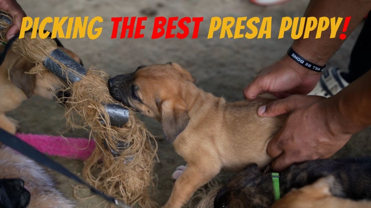 Picking the BEST Presa Canario Puppy  (GET YOU A PRESAAAA!!!)