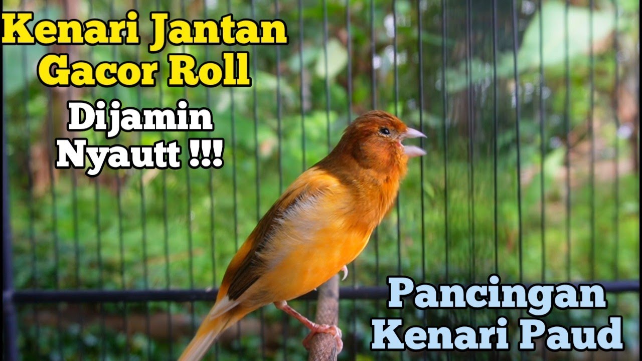 Kenari Gacor Panjang Cuit Cuit Emosi, Pancingan Kenari Paud Belajar Bunyi, terapi ampuh kenari