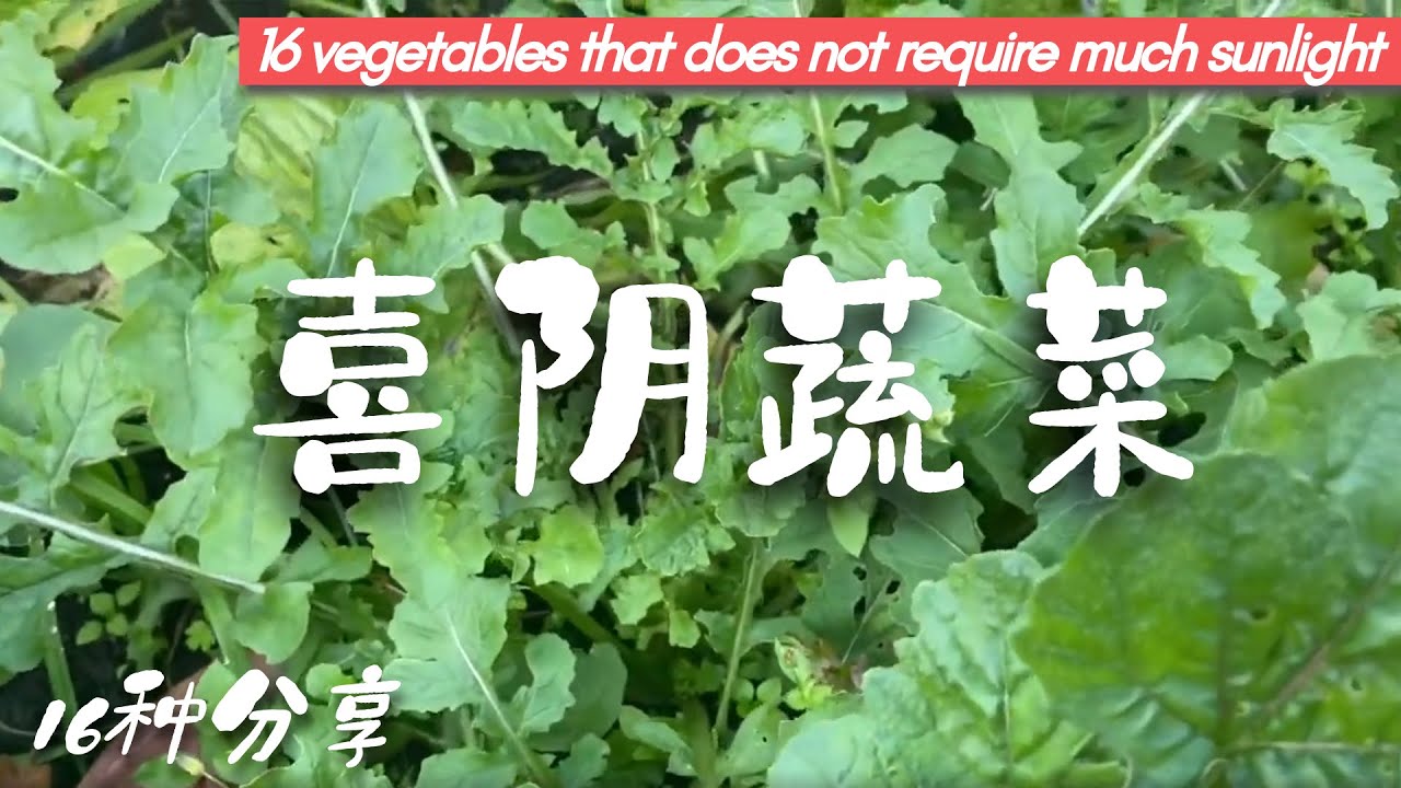 缺少阳光照样有吃不完的菜！后院有机种植之您知道有哪16种喜阴耐阴蔬菜吗？