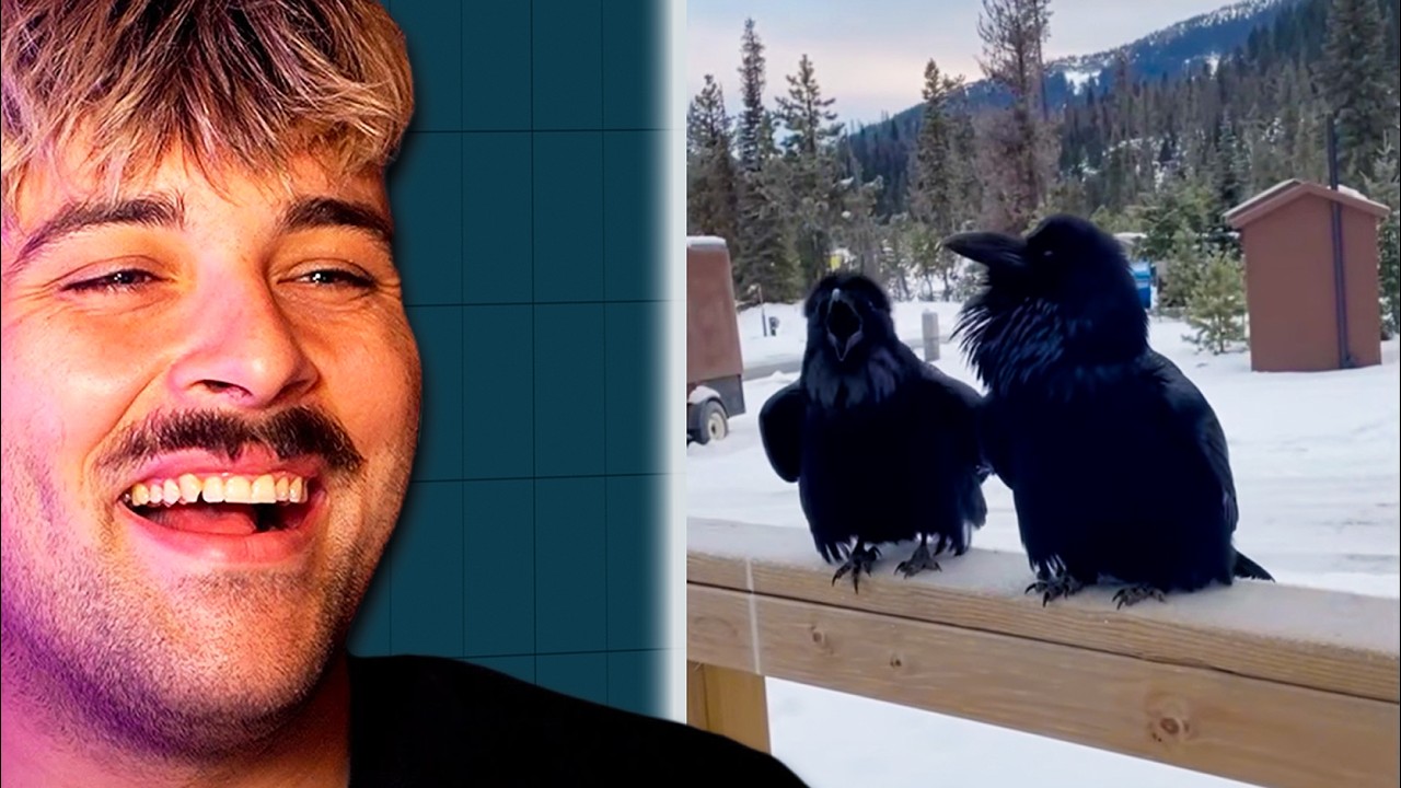 Dubstep Raven is crazy