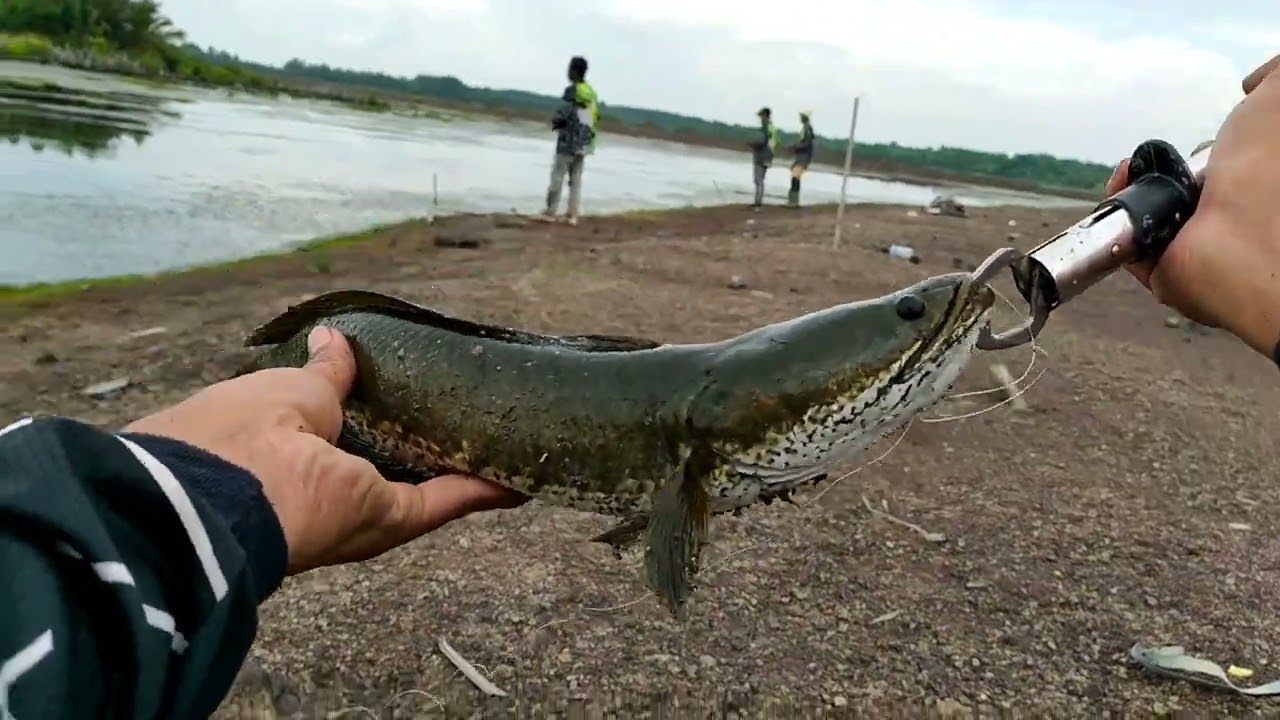Mancing Casting Ikan Gabus Di Empang Yang Tak Pernah Habis Ikannya #29 #adissfishing