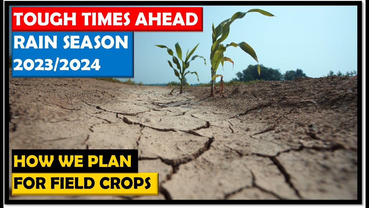 Farming in Zambia: How we Plan to Grow Our Field Crops with a Tough Rain Season Ahead