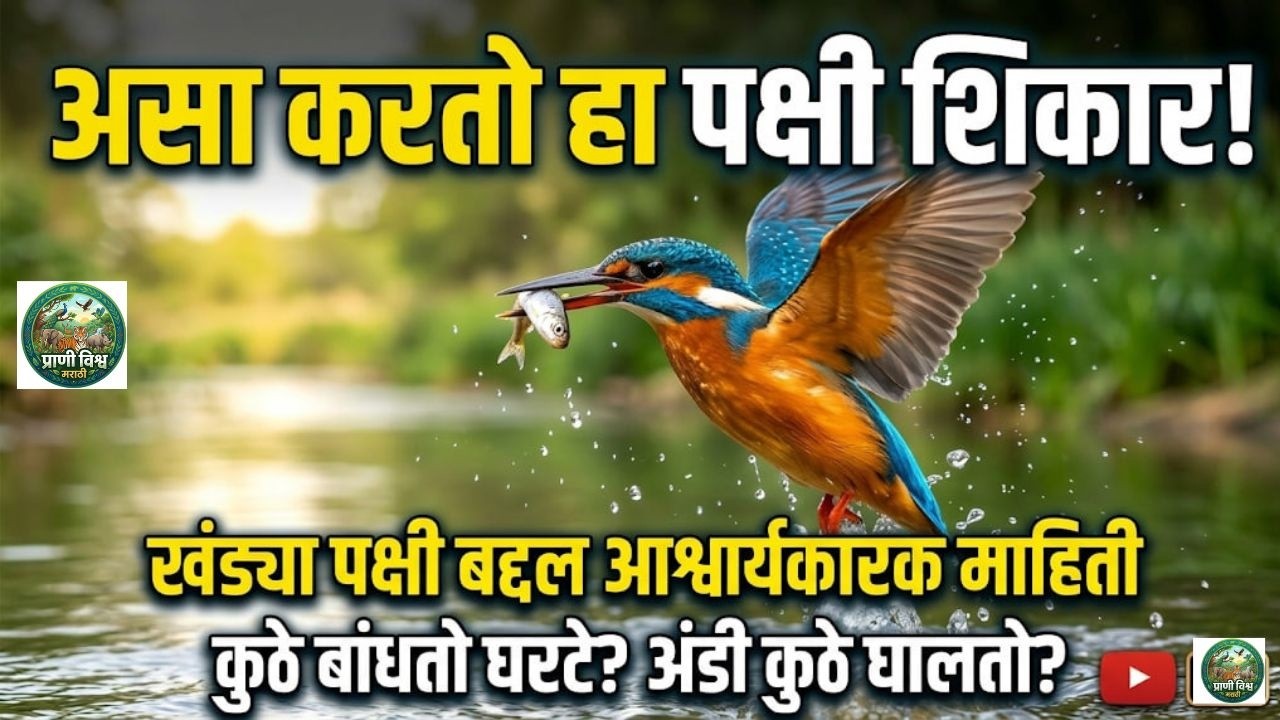किंगफिशर (खंड्या पक्षी) बद्दल आश्चर्यकारक माहिती! | Amazing Facts About Kingfisher Bird