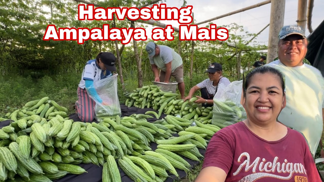 Naki Harvest kami ng Ampalaya at Mais kana Ninong Peping at Ninang Paz