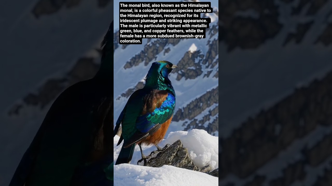 Himalayan Monal: The Colorful Jewel of the Mountains. #monalbird #wildlife