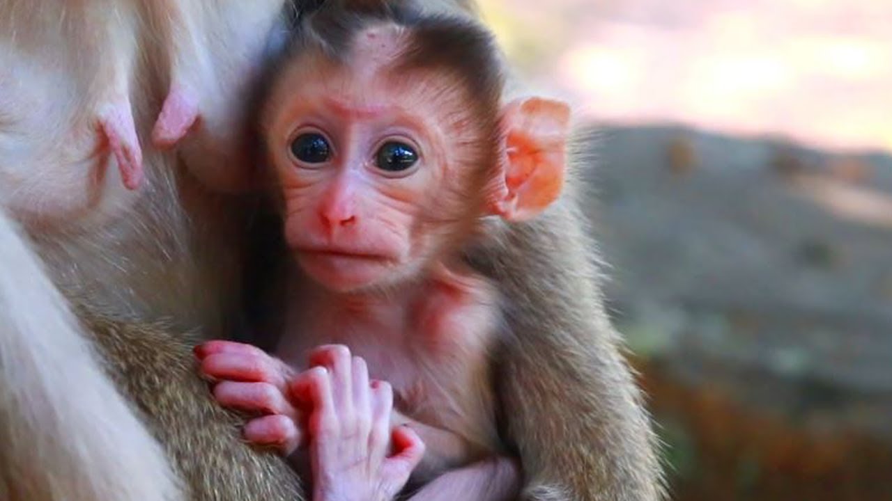 Adorable Baby Monkey Growing Up By Mother Breastfeeding