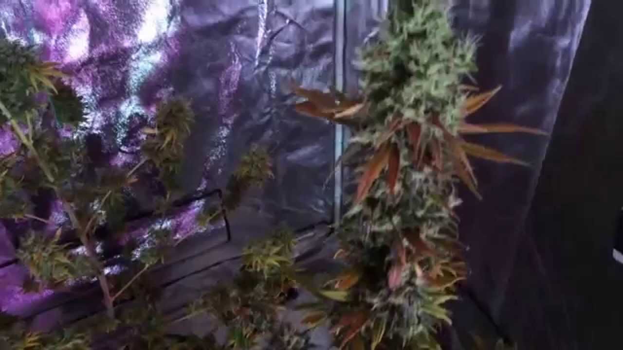 Critical Kush