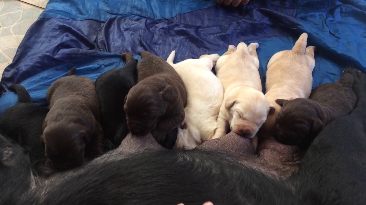 Ninhada de cachorro mamando (Labrador) - MUITA FOFURA!