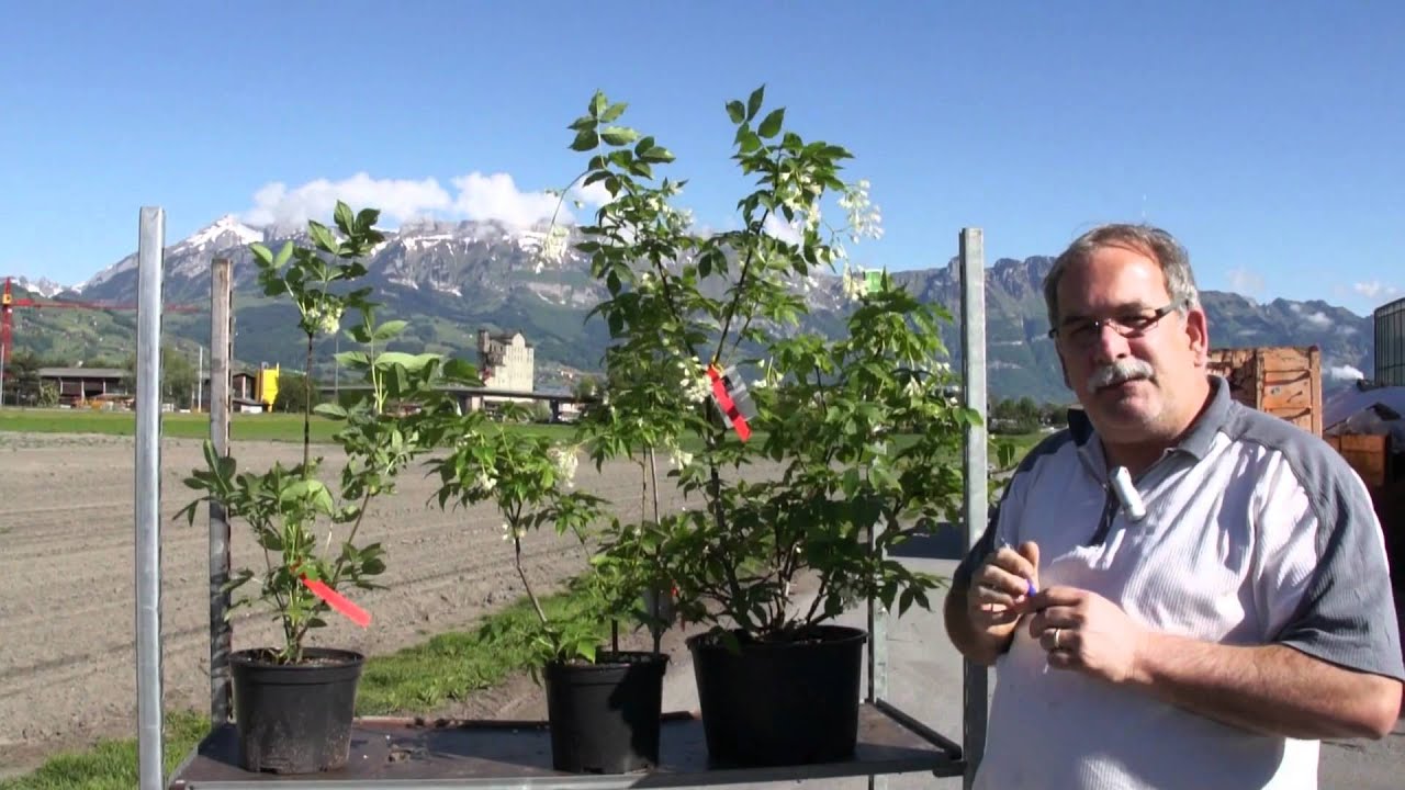 Die Pimpernuss - Staphylea pinnata und colchica